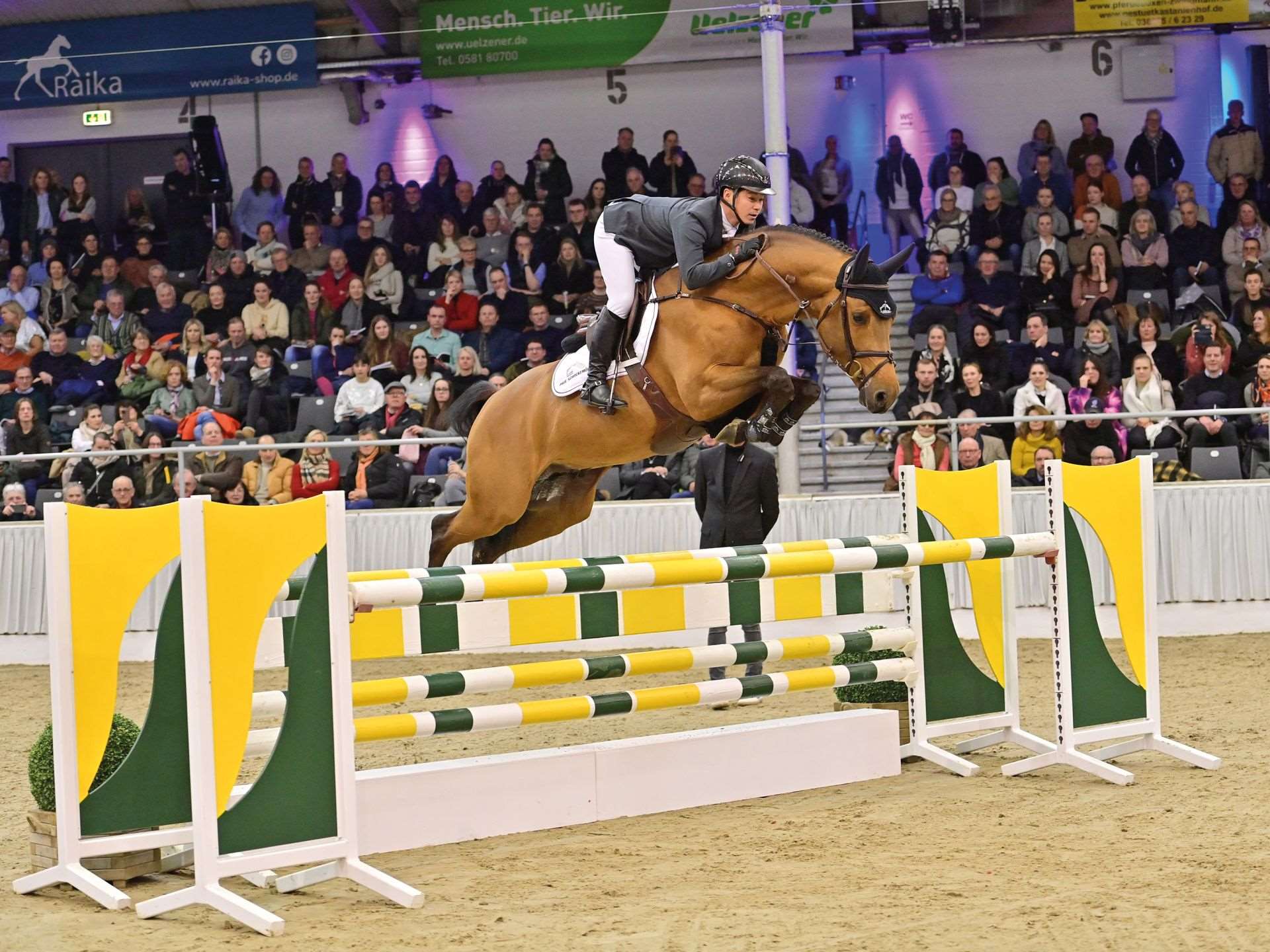 Dourking Hero Z Stallion